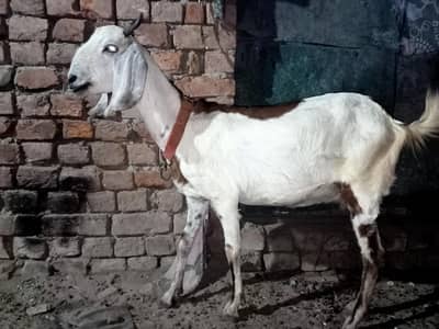 4 daant female for sale