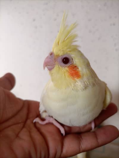 Cream Cockatiel Red Eye for Hand tame