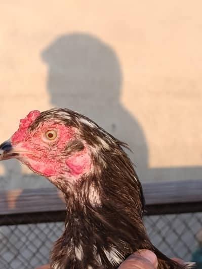 Desi-Aseel cross female hens