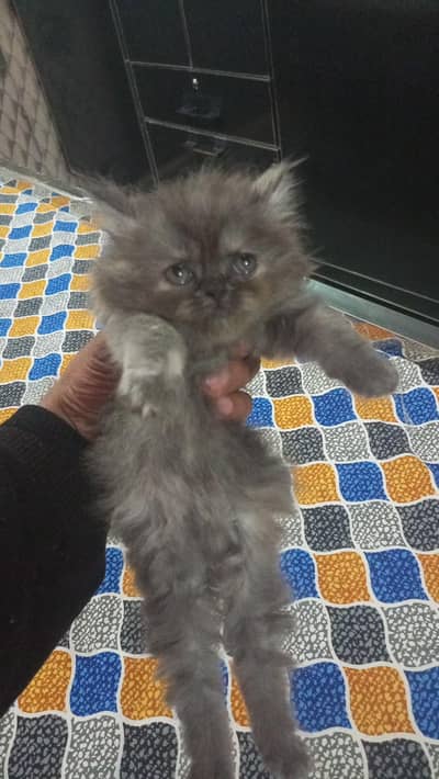 6 week grey color person   Pluffy baby Kitten Trip cotid