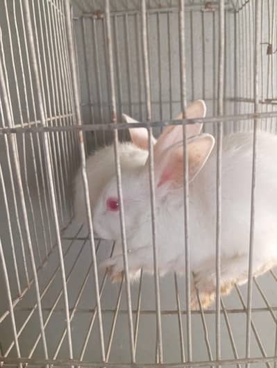 albino Red eye rabbit bunny  03312692.656