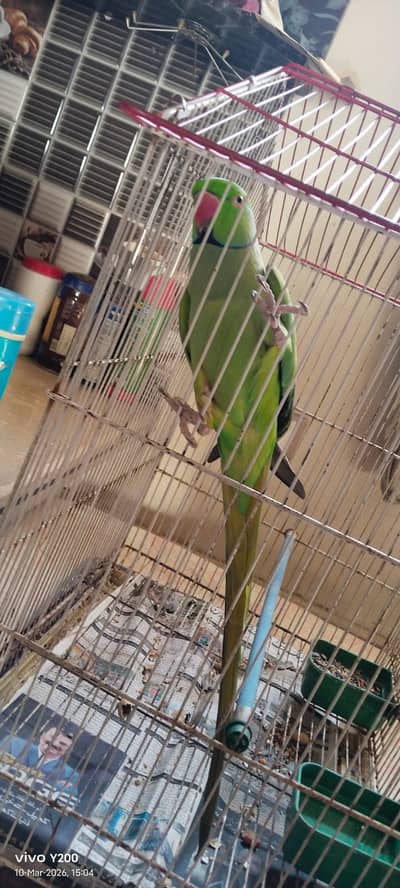 Male Ringneck | Very Healthy, Active and intelligent Long Tail parrot