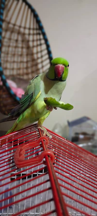 Male Ringneck | Very Healthy, Active and intelligent Long Tail parrot