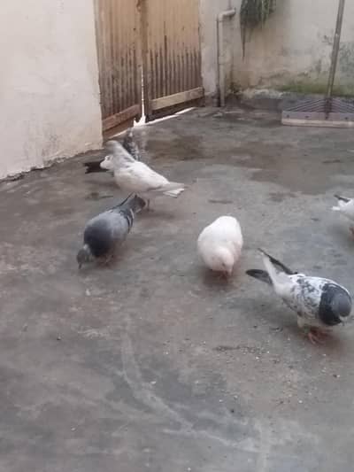 hr kism ke kabutr available hy hir kaise ke alag price hy