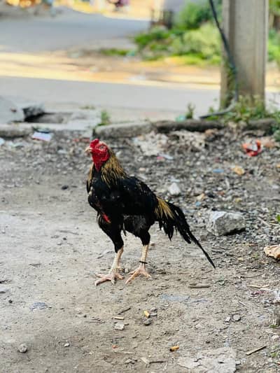 Sawa Aseel Mianwali Ph no (03330169474)