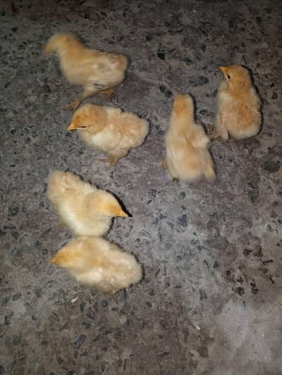 golden heavy buff chicks 03092900505