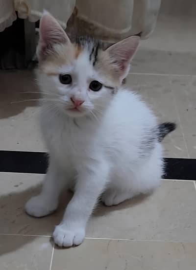 Cross Semi Persian Kittens