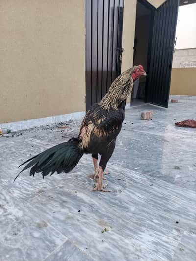 aseel quality breeder male