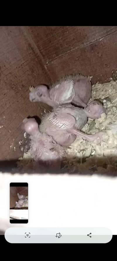 3 Common White Chicks Available in Red Eyes for Sale (03225296432)