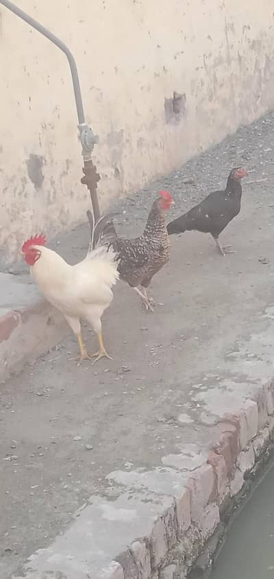 03441639826.03441639826.       03441639826