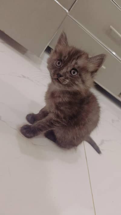 persian grey kitties