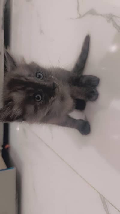 persian grey & black kitties
