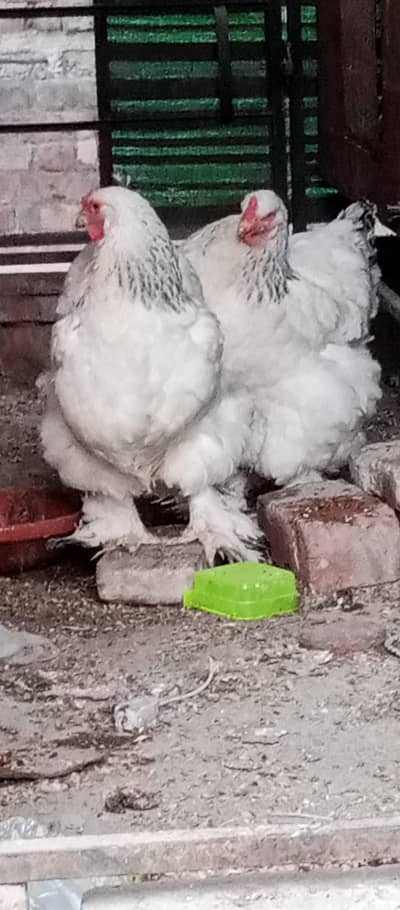 light culambian barhma female