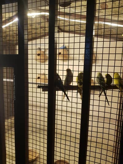 6 pair of Australia budgies parrots