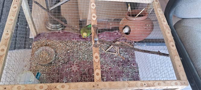 Budgies for sale