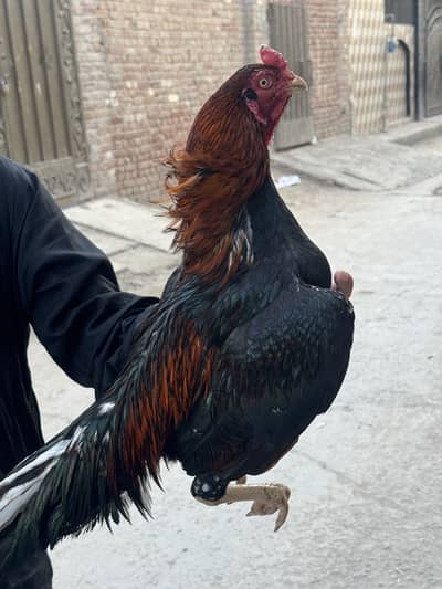 Aseel murgaaa for sale