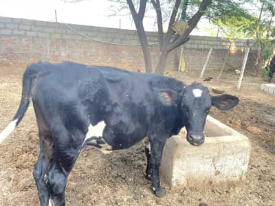 18 month pure heifer for sale in sarai alamgir near jhelum