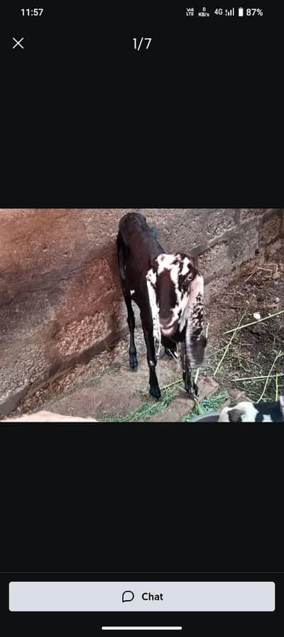 betal bakri he 4 dant pe