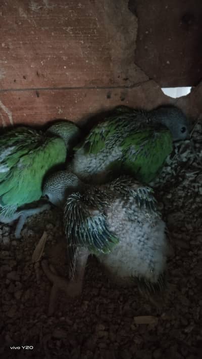 Green ringneck chicks