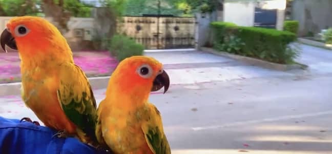 Sunconure parrot proper hand tamed