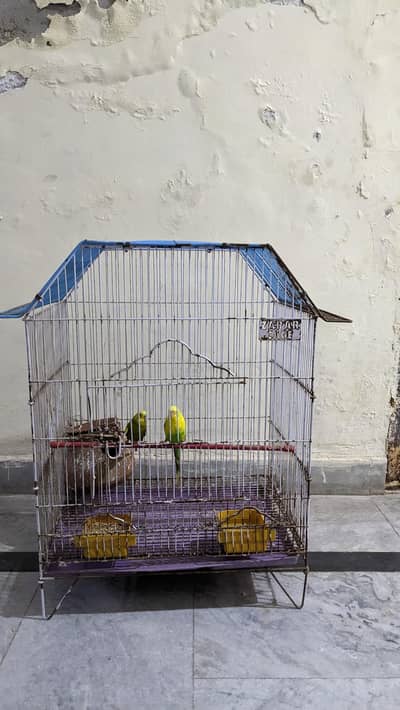 Budgie Couple with Cage