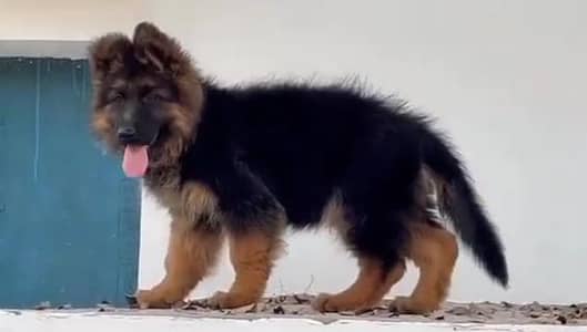 German Shepherd male puppy for sale