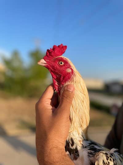 High Quality Topla Jawa