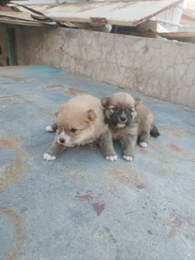 pomeranian Puppy pair