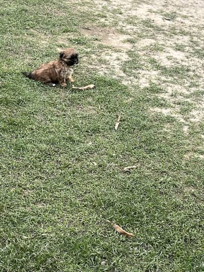 Poodle/toy breed/Shihtzu female pup