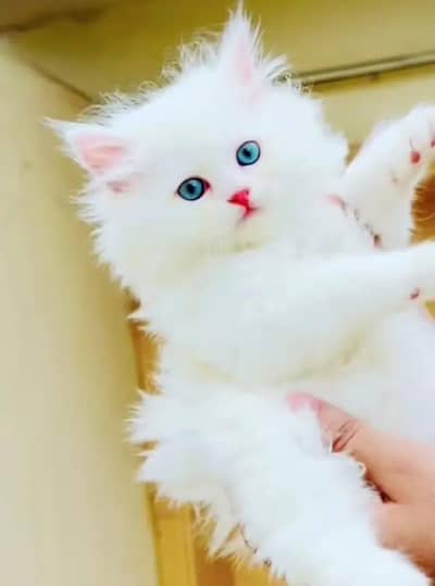 Persian cat for sale male or female my WhatsApp number321/49/07/46