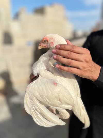 aseel Heera paper white