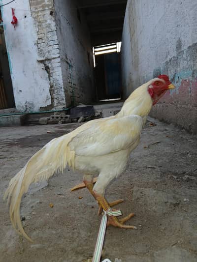 asel morgha fore sale