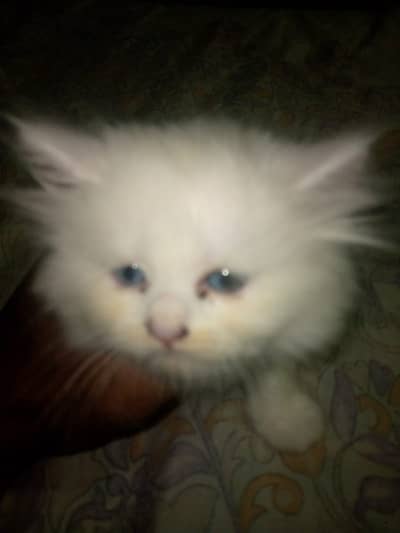 White cat chik white colour blue eyes triple coated