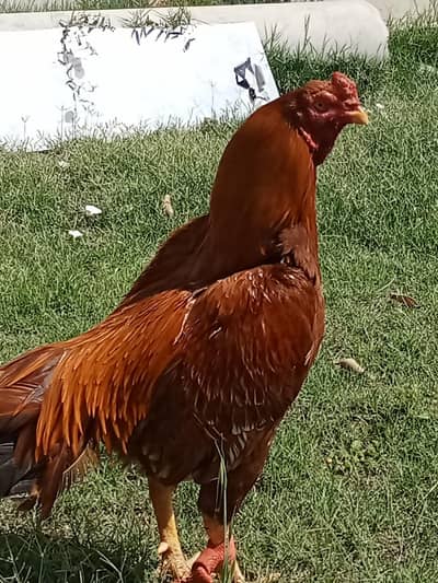 Aseel Amroha Murgha for Sale