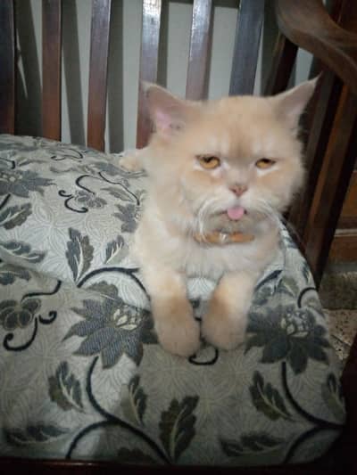 Extreme Punch Face (Mating/Stud)