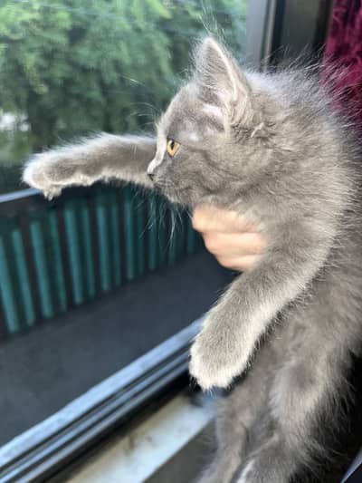 tripl coated Persian kitten (russian blue colour)