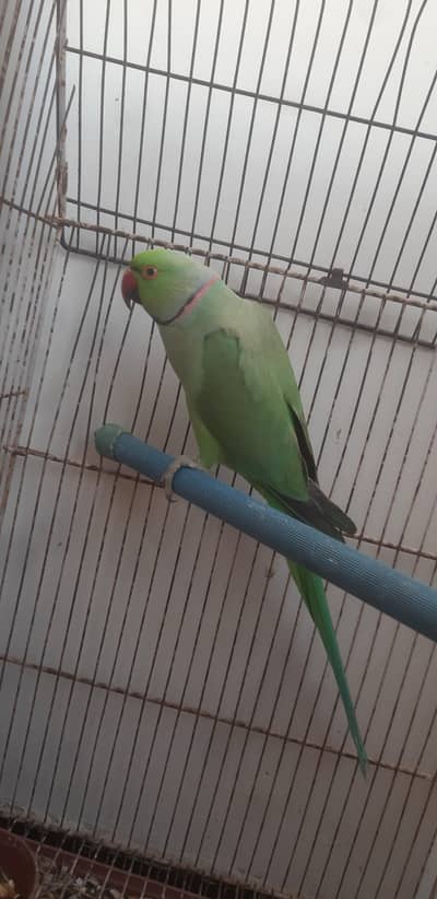 Ring neck Breeding Male or Rew male hand tame