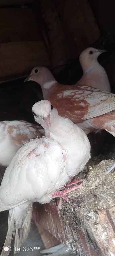 total 11 hai 3 pair hai khumary