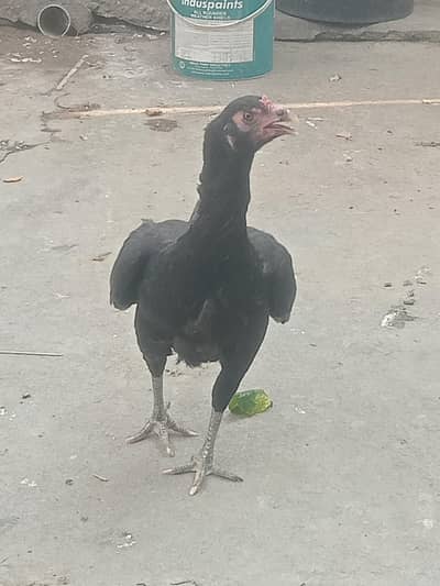 Thai Vietnam healthy and Active urgent sell 03032507611