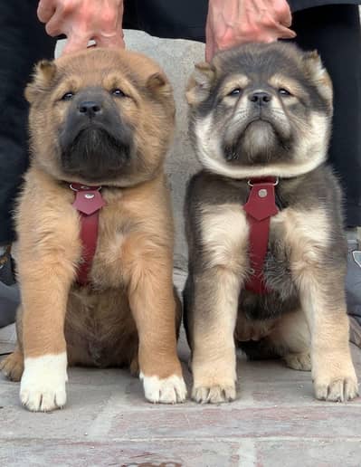 pure Kurdish kangaal pair for sale cargo available all pakistan