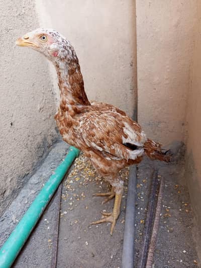 Aseel patthi or Aseel murgha