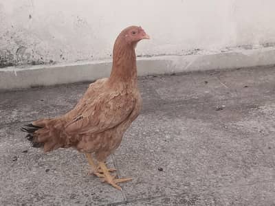 quality, rampuri aseel golden murgi