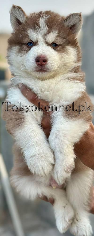 Siberian husky long coated pedigree