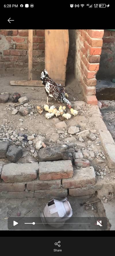 only cheks sell 12 aseel high quality