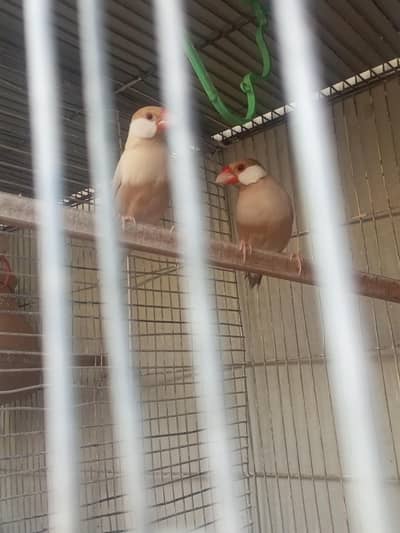 *sale Laga di hai bhaaiii* complete setup