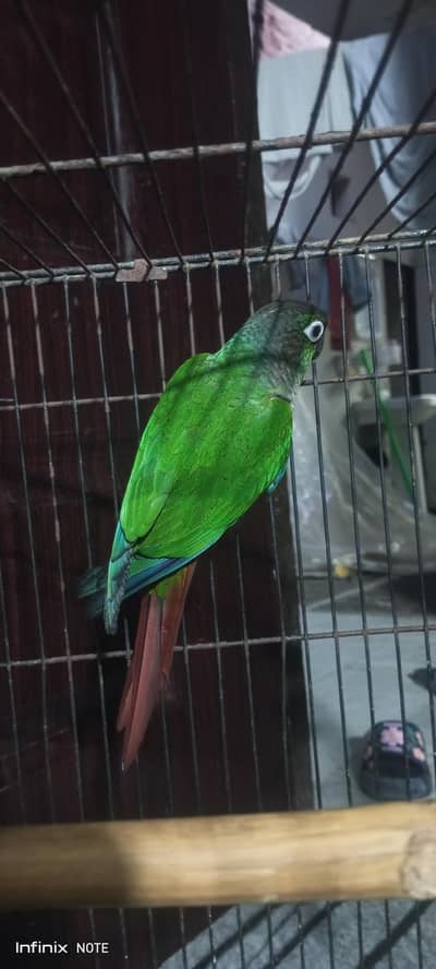 Green & Pineapple Chick conure for sale