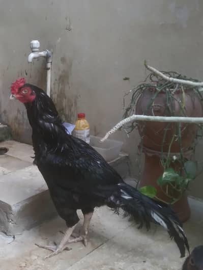 Aseel Lasani Cross Murgha Aseel Mushka Murgi