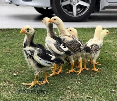 Shamo Chicks For sale top quality ( black , blue , lakha )