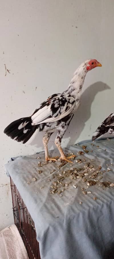 china aseel pure breed