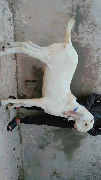 makhi cheena kheera bredar Quality